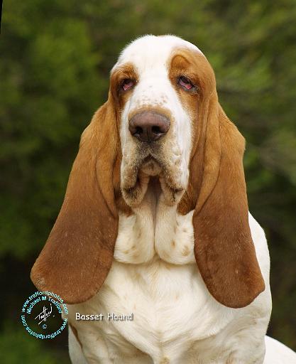 Basset Hound 9L9D-22.JPG